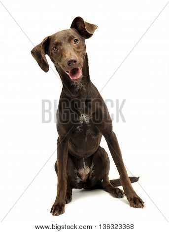 Beautiful Flying Ears Mixed Breed Dog Listen In White Studio
