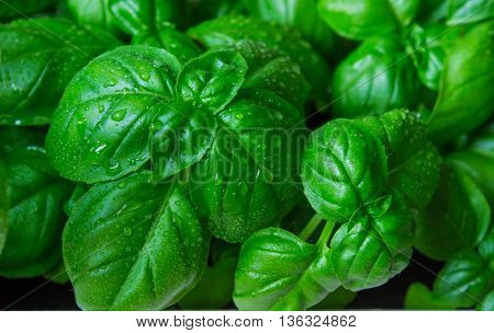 green basil leaves ready to taste the tasty kitchen recipes