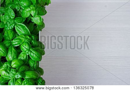 green basil leaves on wooden background with copypaste space