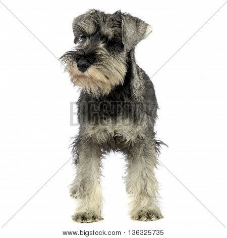puppy schnauzer standing in a white studio