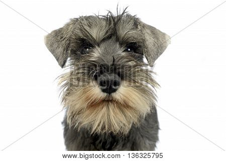 puppy schnauzer portrait in a white studio