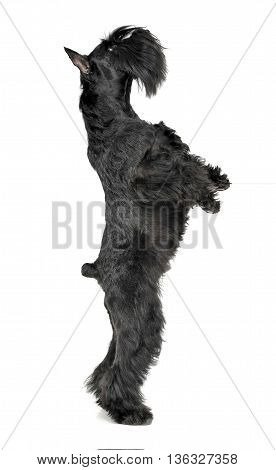Miniature Schnauzer Standing In Two Legs In A White Photo Studio