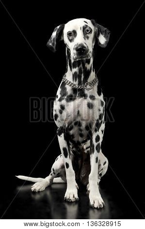 Cute Dalmatians Sitting In  Black Background Photo Studio