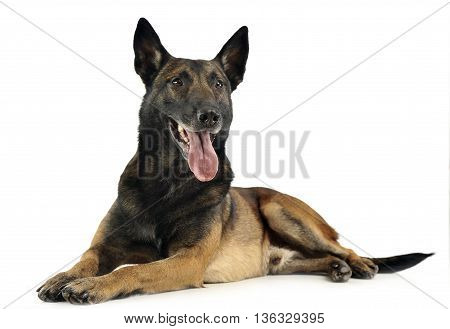 Belgian Malinois Relaxing In A White Background
