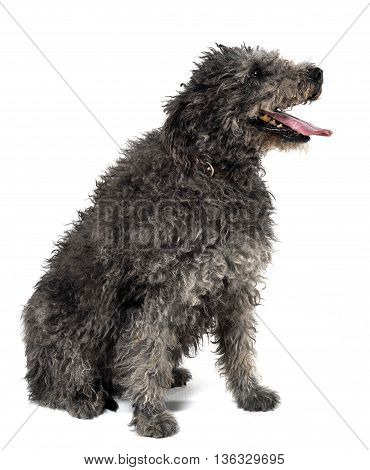 Hungarian Shepherd Dog Pumi Sitting In The White Studio