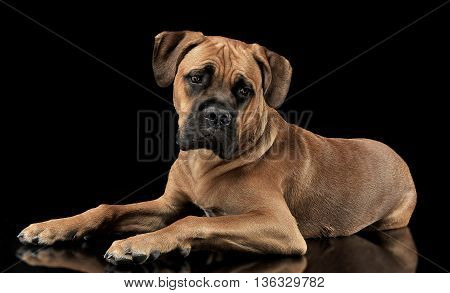 Beautiful Puppy Cane Corso Lying In A Black Photo Background