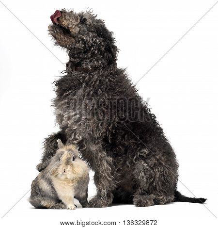 Hungarian Shepherd Dog Pumi And A Rabbit Sitting In The White Studio