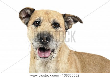 Brown Color Wired Hair Mixed Breed Dog In A White Studio