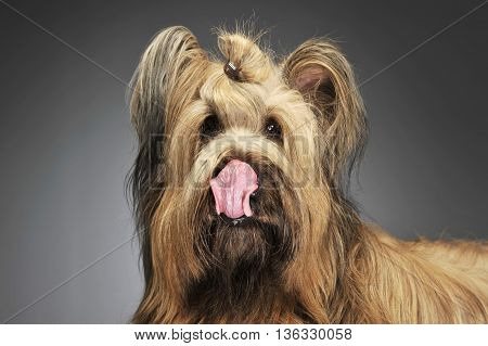 Berger De Brie Posing In A Grey Photo Studio