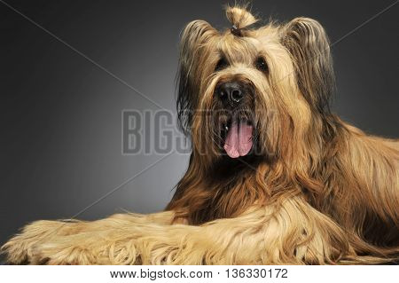 Berger De Brie Posing In A Grey Photo Studio
