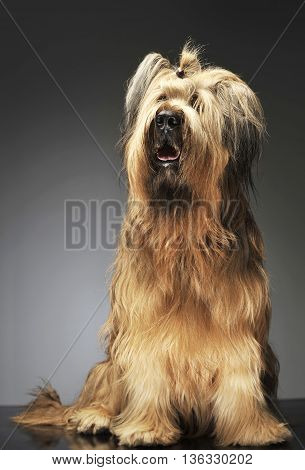 Berger De Brie Posing In A Grey Photo Studio