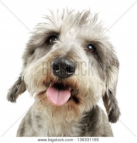 Wired Hair Dachshund Portrait In White Background
