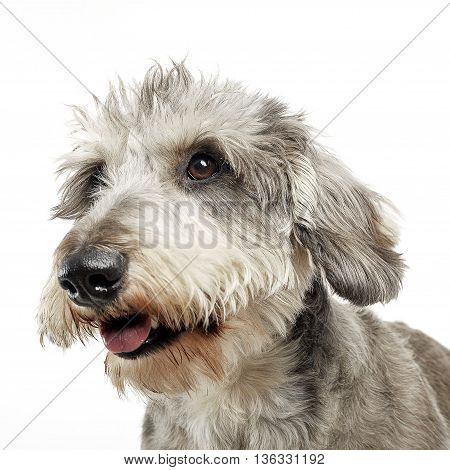 Wired Hair Dachshund Portrait In White Background