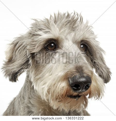 Wired Hair Dachshund Portrait In White Background