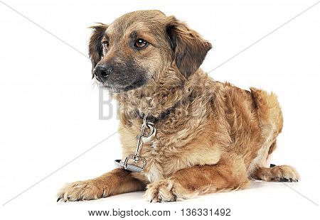 Mixed Breed Brown Dog Portre In White Studio