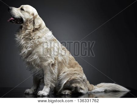 Golden Retriever Sitting In A Grey Photo Background