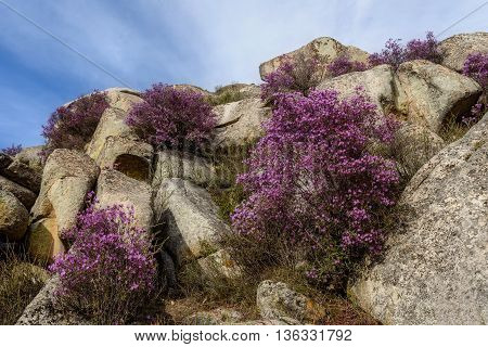 Beautiful shrubs and flowers of purple rhododendron growing on large rocks in the mountains against the blue sky and clouds