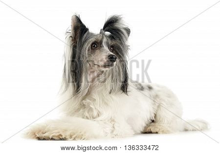 Chinese Crested Dog In A White Studio