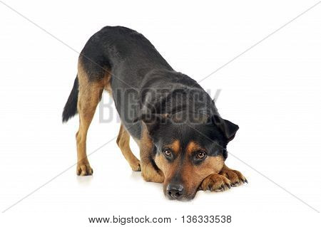 Mixed Breed Strong Dog Calling To Play In White Photo Background