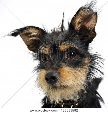 Mixed Breed Funny Dog In A White Studio