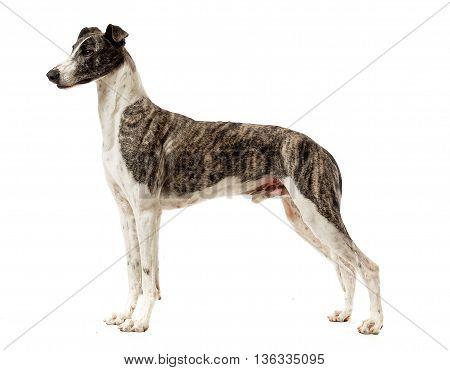Hungarian Greyhound Standard In A White Studio