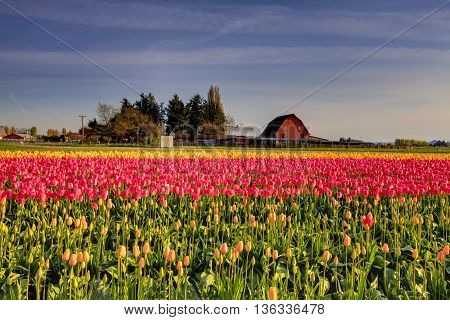 Red Yellow Tulips On The Bed In Roozengaarde