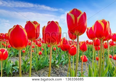 Red Tulips With Beautiful Bouquet Background.
