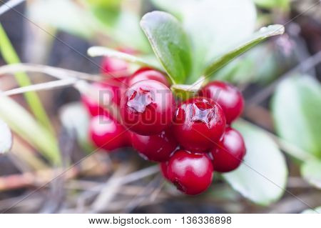 Small Shrub With Berries Ripe Cranberries.