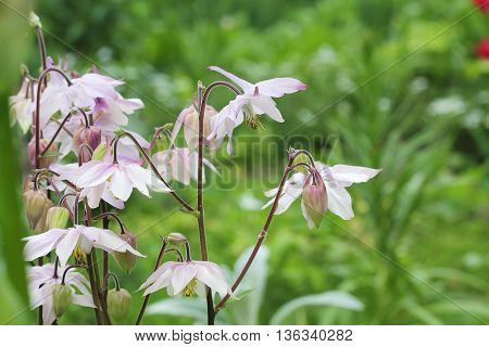 blooming pink columbine aquilegia shot in natural habitat