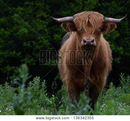 Blonde Scottish Highland beef cow in Missouri pasture