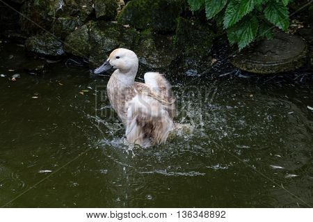Abacot Ranger duck splashing in pond. Bathing to clean plumage.
