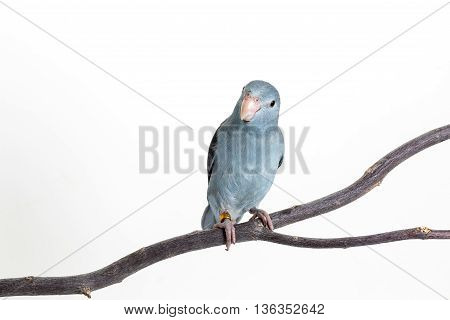 Mauve Forpus, Parakeet, Bird