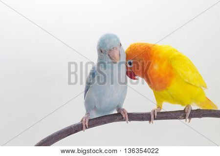 Lovebird And Forpus