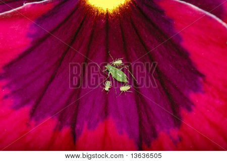 Afidi su Pansy