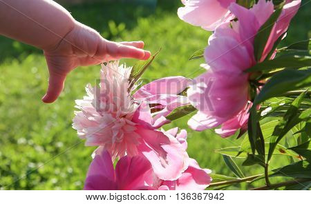 Child's hand reaches for the flower to pick.
