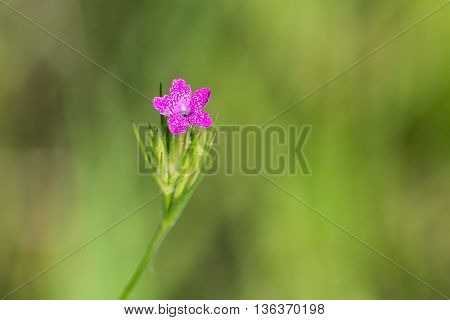 Invasive Deptford Pink wildflower in a small prairie in Wisconsin.