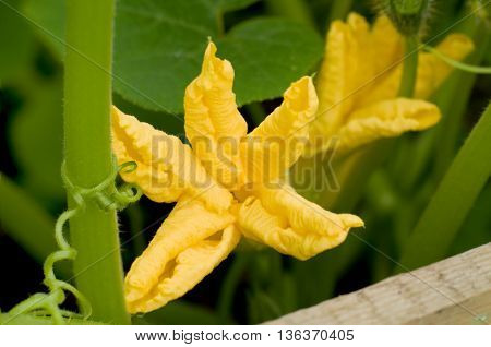 Pumpkin plant with yellow blossoms in the garden