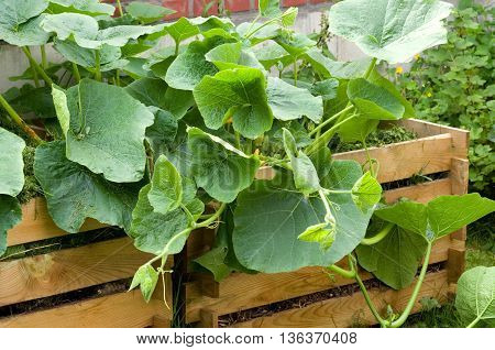 Pumpkin plant growing on compost heap in the garden