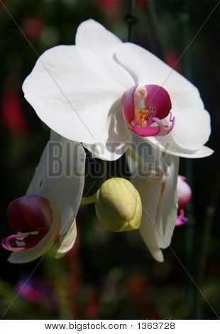 Orquídea branca & vermelho