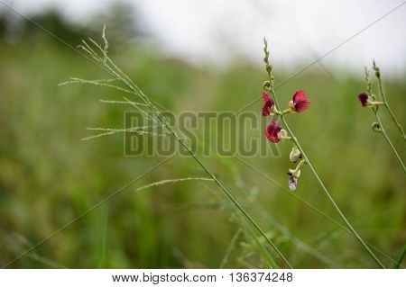 Red flowers on the edge of rice fields. Green rice plant background is blurred.