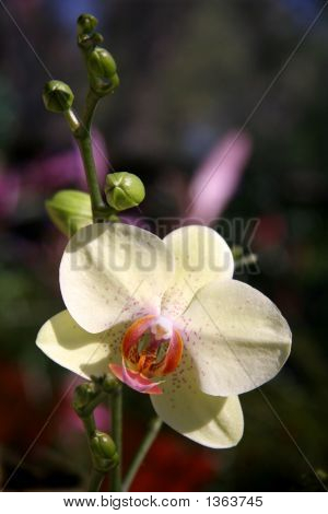 Orquídea amarelo pálido
