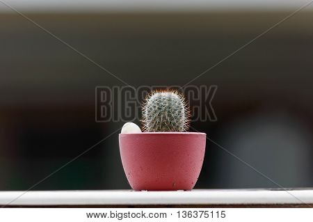 Mammillaria cactus species in Mini Potted plants Were placed at border of the Wall.