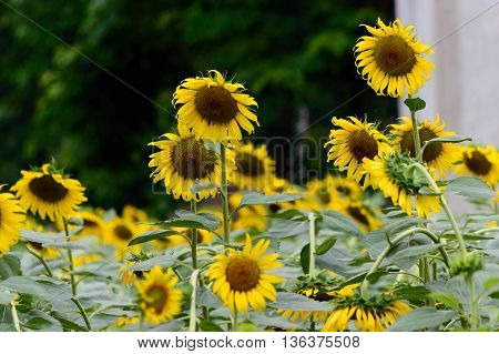 Closeup sunflowers in full bloom with bee