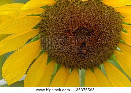Closeup sunflowers in full bloom with bee