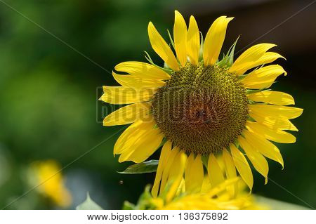 Closeup sunflowers in full bloom with bee