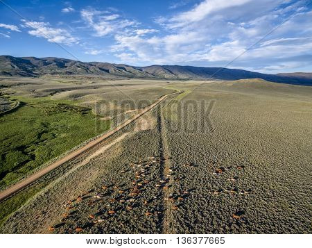ranch road and cattle near Walden, North Park, Colorado  with Medicine Bow Mountains - early summer aerial view