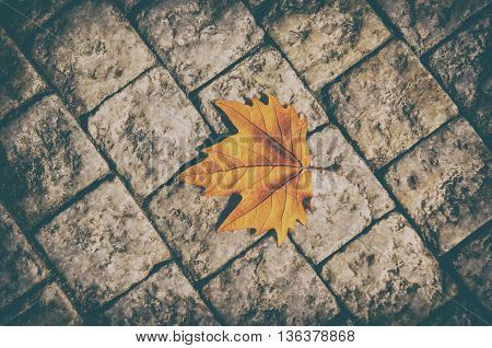 Autumn golden orange maple laef lying on the city cobblestone, autumn vintage hipster seasonal background