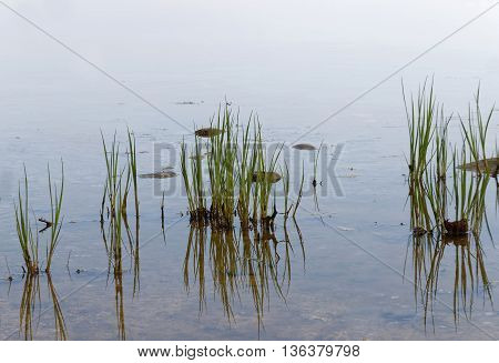 Reed straw closeup the sky reflecting in the water