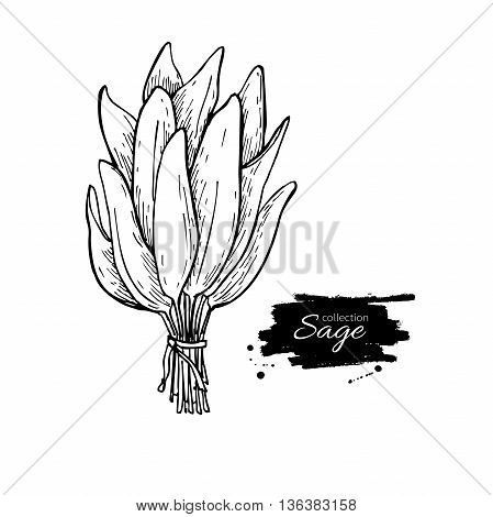 Sage bunch vector drawing. Isolated sage leaves bunch. Herbal engraved style illustration. Detailed organic product sketch. Cooking spicy ingredient