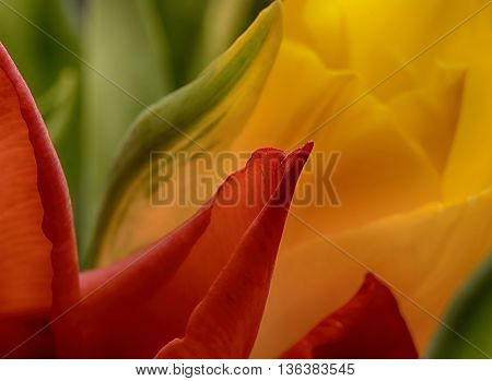 One red and one yellow tulip close up
